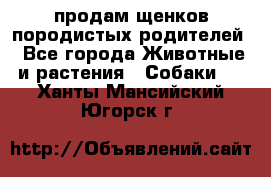 продам щенков породистых родителей - Все города Животные и растения » Собаки   . Ханты-Мансийский,Югорск г.